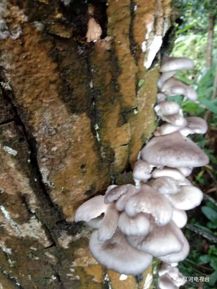 这一棵枯死的核桃树,树身布满了清苔,树高大约有15米左右,树杆直径