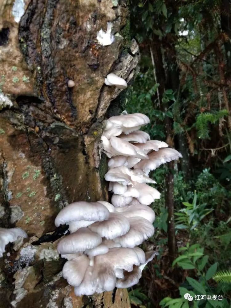 发现一棵枯死的核桃树上长满了跟人工菌一模一样的菌类>> 平时那么多