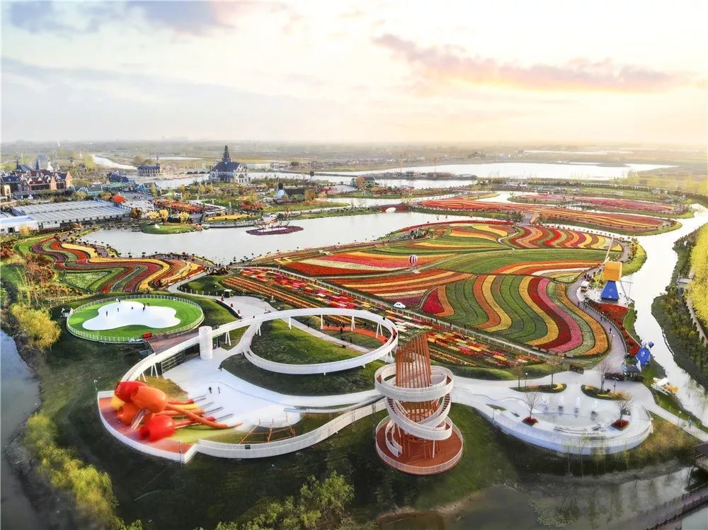 [男女亲吻视频大全 ]2020年剧透!3000万株郁金