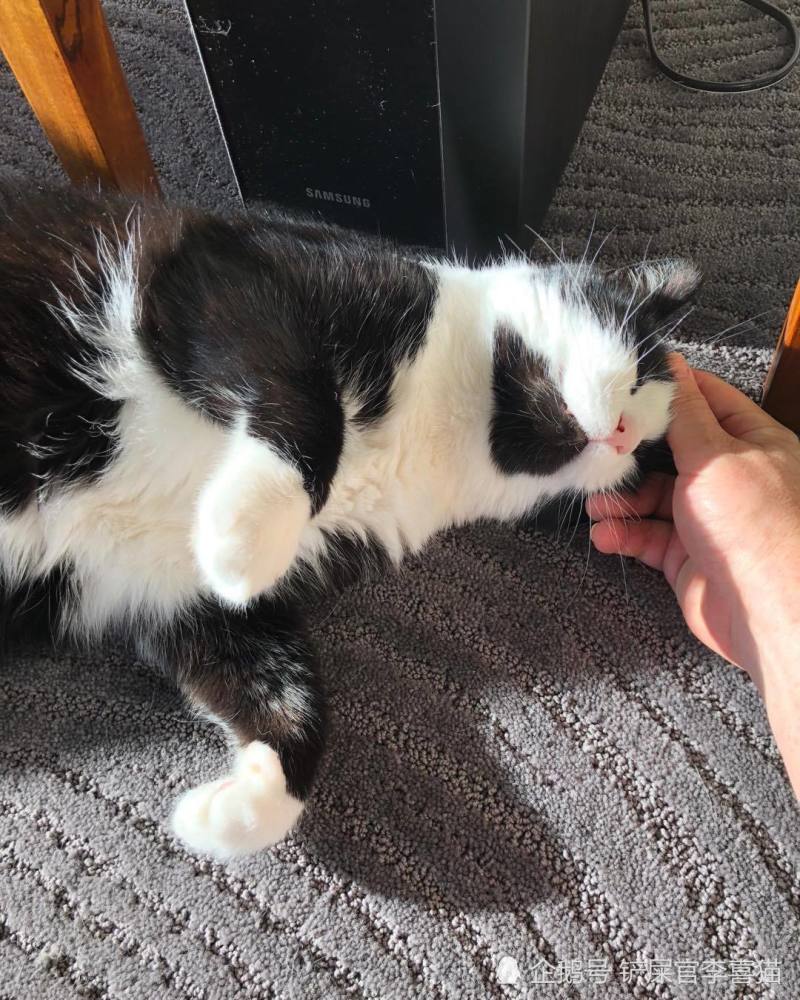 用脸蹭人不只是猫咪抒情的方式,铲屎官快来了