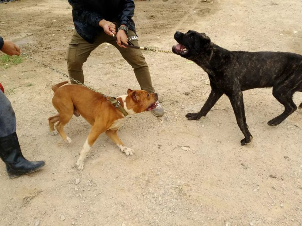 狗市:比特犬和卡斯罗打架,卡斯罗落荒而逃,旁人笑容让