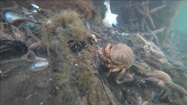 海里钓螃蟹，看看是怎么和这只4斤重的面包蟹斗智斗勇的，太好玩