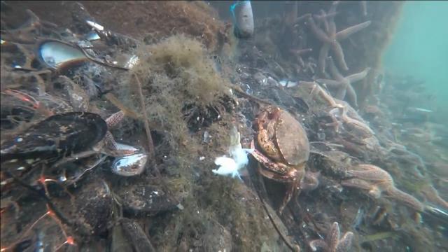 海里钓螃蟹，看看是怎么和这只4斤重的面包蟹斗智斗勇的，太好玩