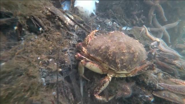 海里钓螃蟹，看看是怎么和这只4斤重的面包蟹斗智斗勇的，太好玩