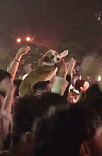 柯基被主人带去参加音乐节,跟随音乐一起社会