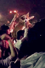 柯基被主人带去参加音乐节,跟随音乐一起社会