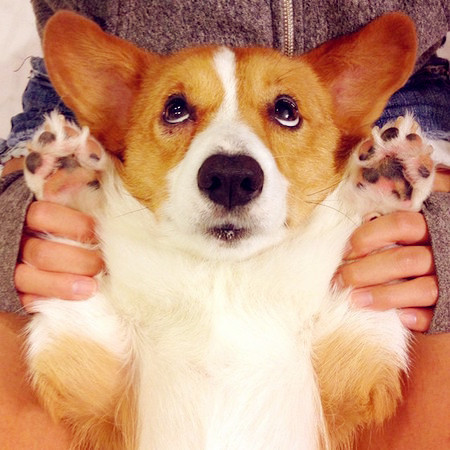 柯基被主人带去参加音乐节,跟随音乐一起社会