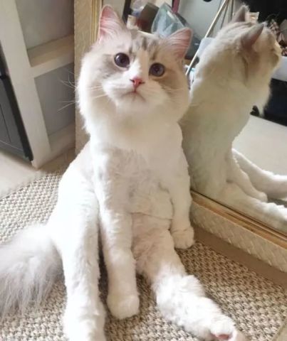 网友:一直以为我家的布偶猫是个大胖子,直到我给它剃了毛.