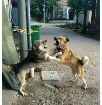 两只土狗打架,干吵吵不动手,网友:试图吃掉对方