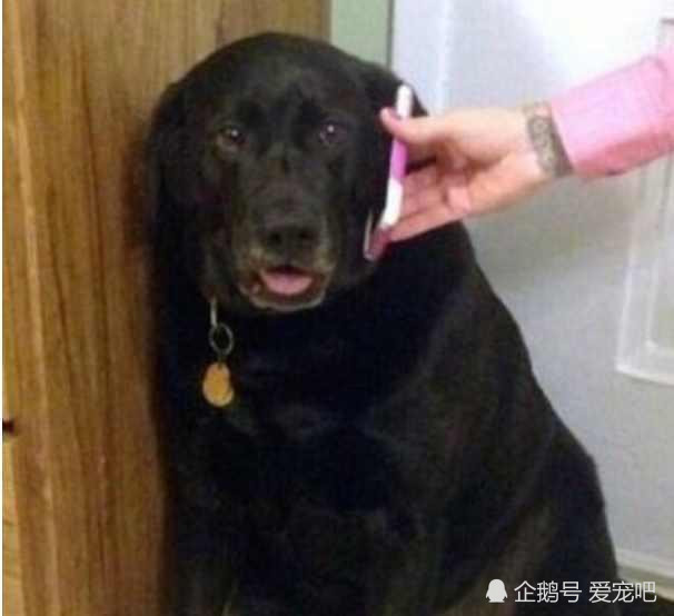狗狗折腾不听话,女主生气给男主打电话,狗狗一