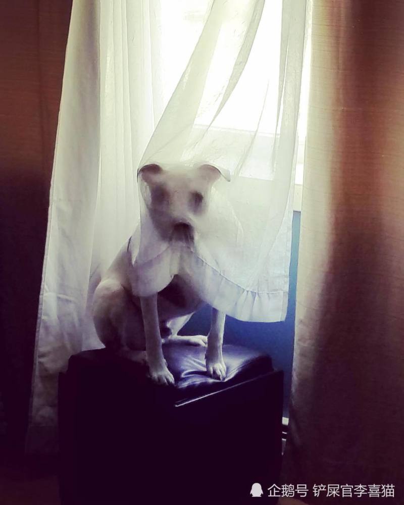 暗中观察不是猫咪的独门本领,狗狗躲起来偷看