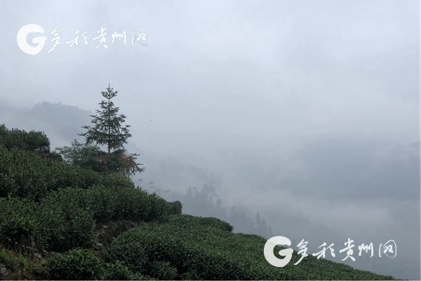 独山影山镇翁台村种下摇钱树走上致富路