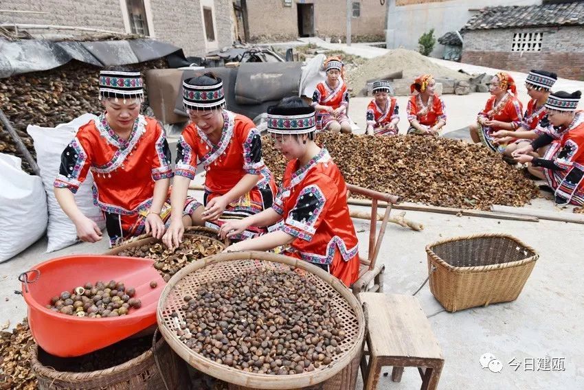 油茶成为苗族农民的致富产业