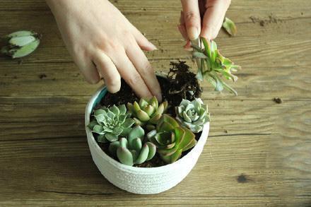 在家养花自制肥料,把果皮切成1小块,撒花盆里