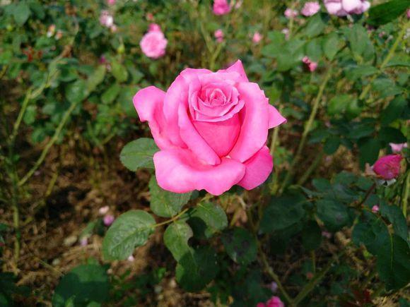 在家养花自制肥料,把果皮切成1小块,撒花盆里