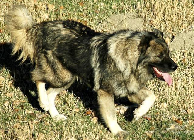 百年猛犬,野性依旧如初,如今生活在4千米海拔的雪原之