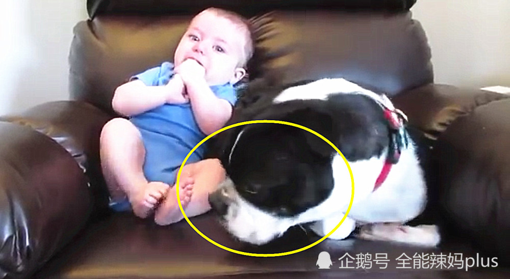 小宝宝在狗狗身边突然拉粑粑,狗狗下一秒神反
