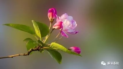 又是棠果秋红时