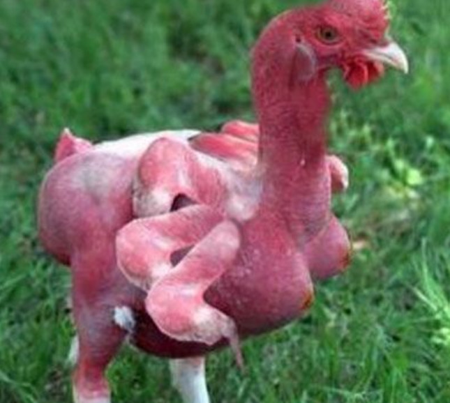 上面一只鸡有六只脚的样子,是不是非常怪异啊,当年就是这样的照片才