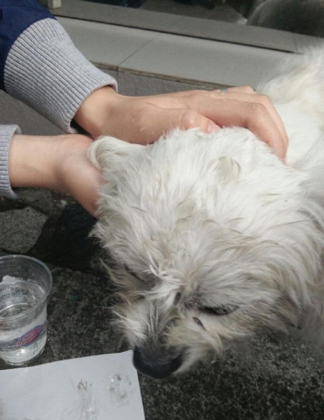 狗狗坠楼得内伤 大小便失禁狂吐血