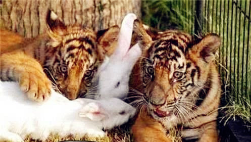 把兔子和老虎放在一起,谁说老虎就一定会吃掉它:兔兔