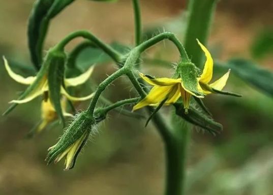 番茄的花芽正常分化,出现花序败育及果实点不住或不能完成正常的授粉