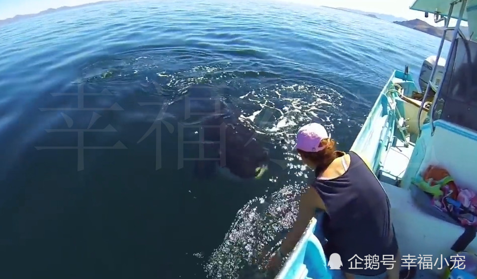 美女出海遇一熊猫鲸鱼很可爱,它的举动却让美