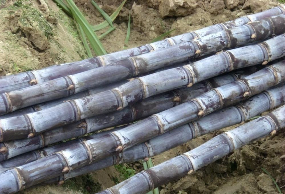 较真丨桃子喷防腐剂,杨梅泡甜蜜素,这些水果黑