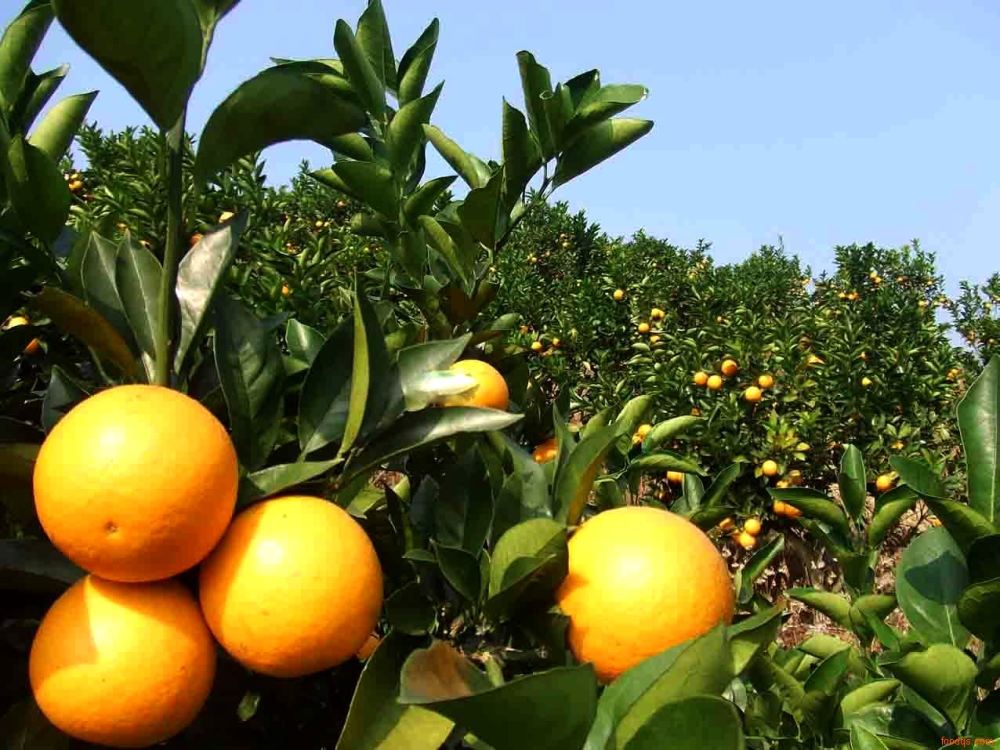 较真丨桃子喷防腐剂,杨梅泡甜蜜素,这些水果黑