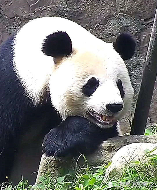 大熊猫的搞笑睡姿:图4倒立睡,图5张嘴睡,图6竟睡成