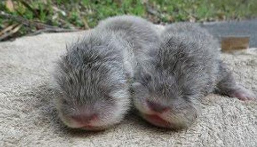 晨跑时发现两只小奶狗,带到医院检查后,宠医的