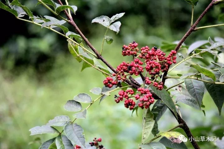 王维重阳节所插的,到底是啥茱萸?