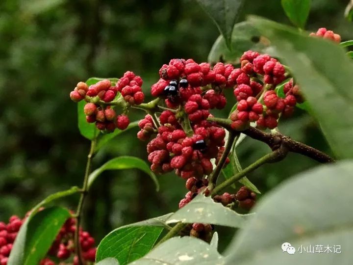 王维重阳节所插的,到底是啥茱萸?