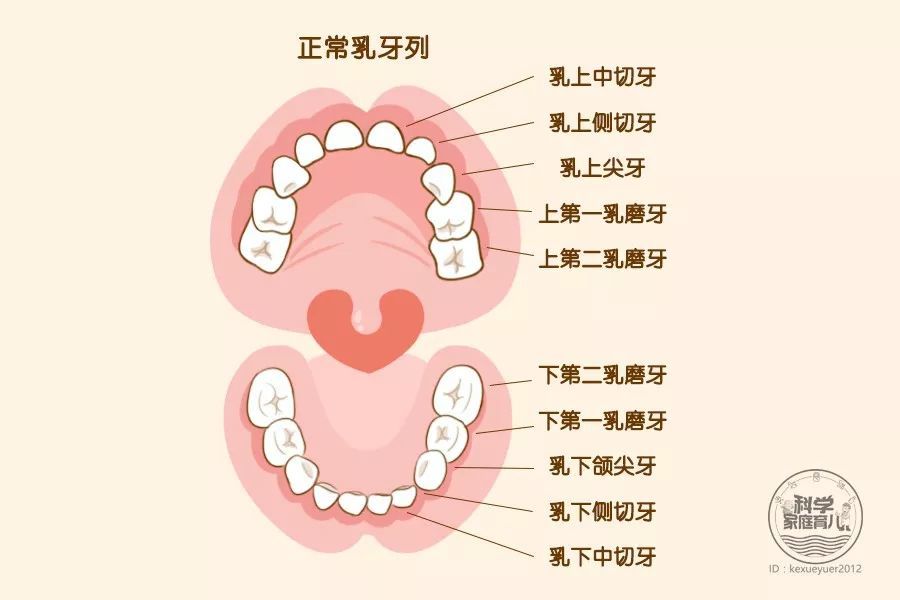 宝宝的牙齿怎么保护才好?口腔卫生和定期检查
