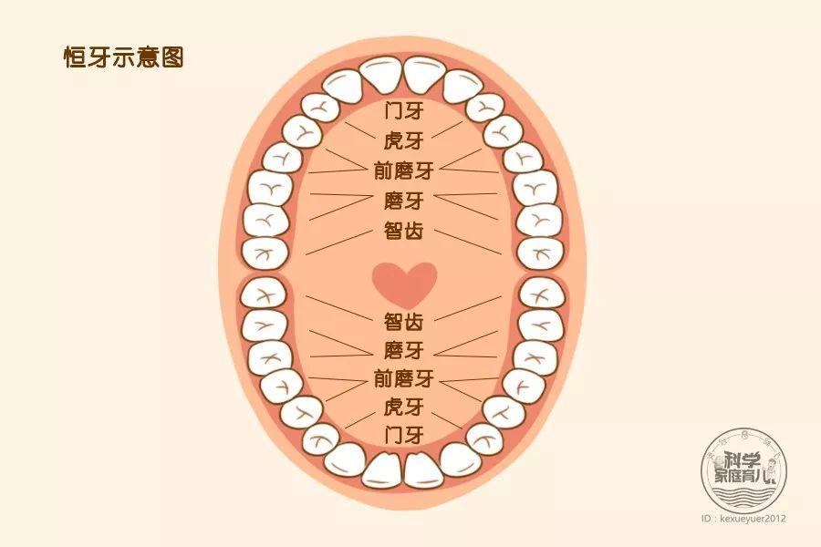 宝宝的牙齿怎么保护才好?口腔卫生和定期检查
