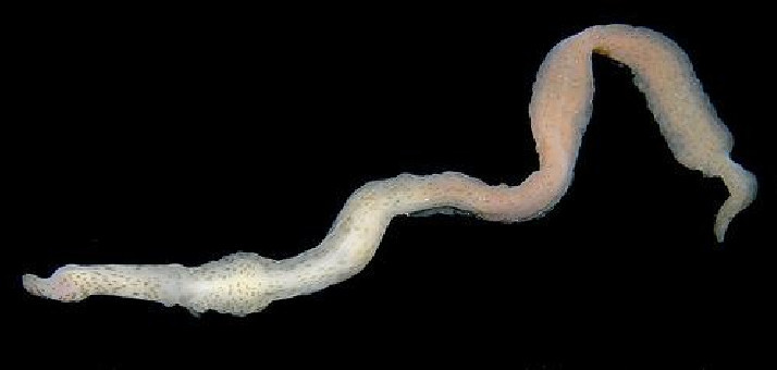 长达4米的南极巨虫被发现，极为凶猛和贪婪，能吐出一口毒液