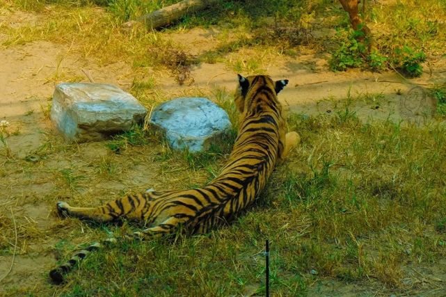 优雅的"大猫"——卧姿漂亮的东北虎