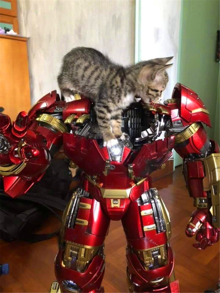 猫咪穿上主人的钢铁侠装甲,傲娇表情惹人笑,猫