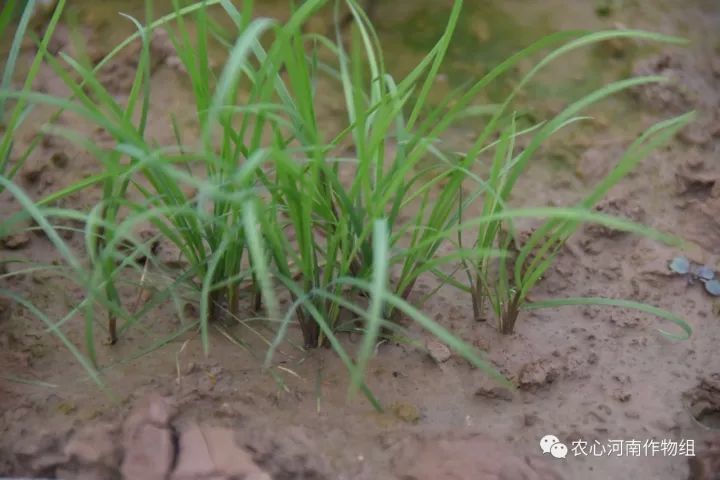 看麦娘分蘖期 看麦娘植株