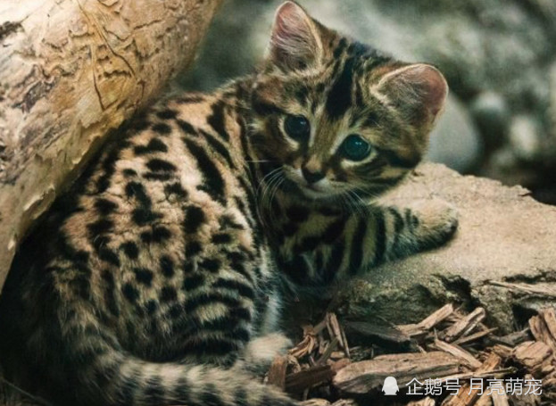 世界上最小的猫种之一,体型只有巴掌大小,却号称能