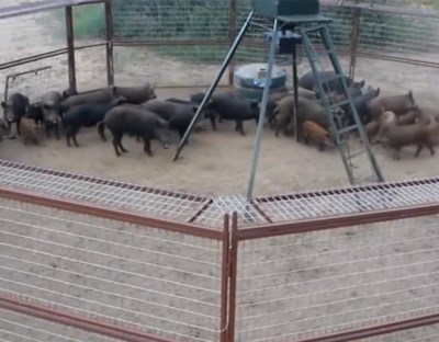 澳洲野猪泛滥成灾,农民经常为此头疼,中国吃货