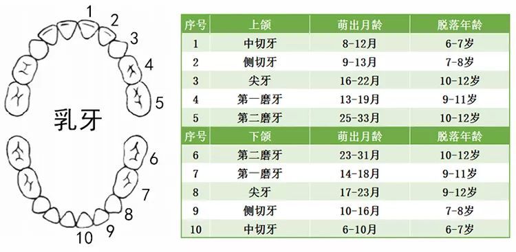 莫名哭闹,口水变多,发热?可能是宝宝准备发"牙"啦