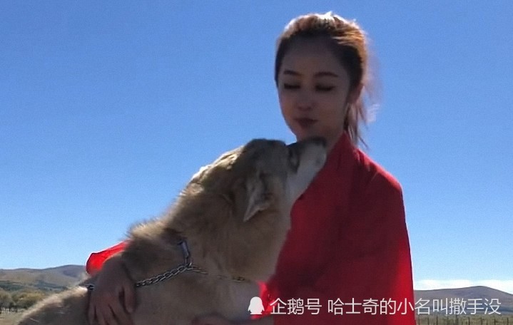 如果没看错,美女抱着的这是一头狼啊,是真狼不