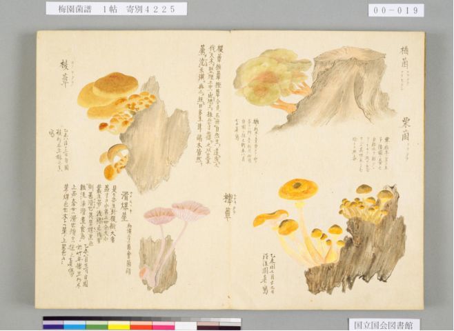 汪正华梅妃游梅园曲谱(2)