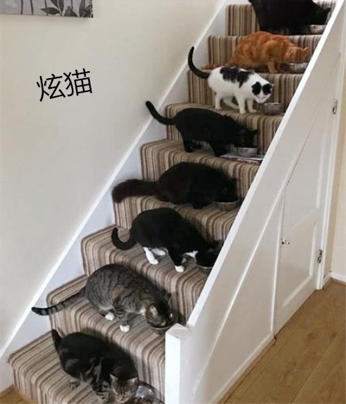 铲屎官用猫咪炫富,不料网友看后晒出的照片让