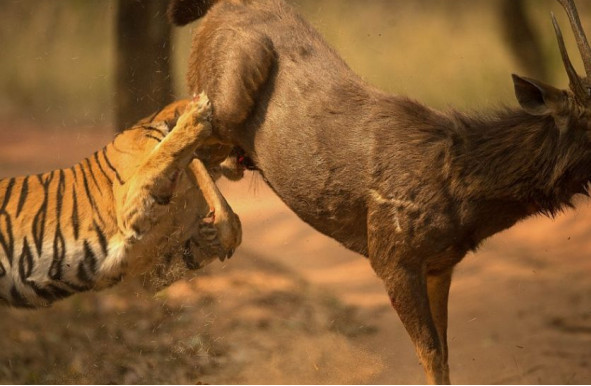 向死而生:蚯蚓重生的秘密被揭开,人类有望借此