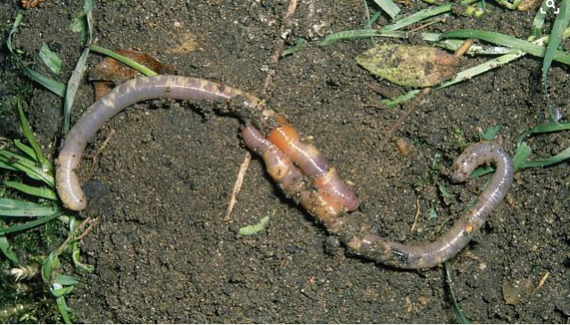 向死而生:蚯蚓重生的秘密被揭开,人类有望借此