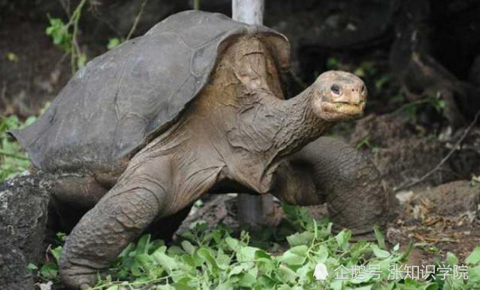 巨无霸象龟即将灭绝,体长1.8米,重达408公斤!