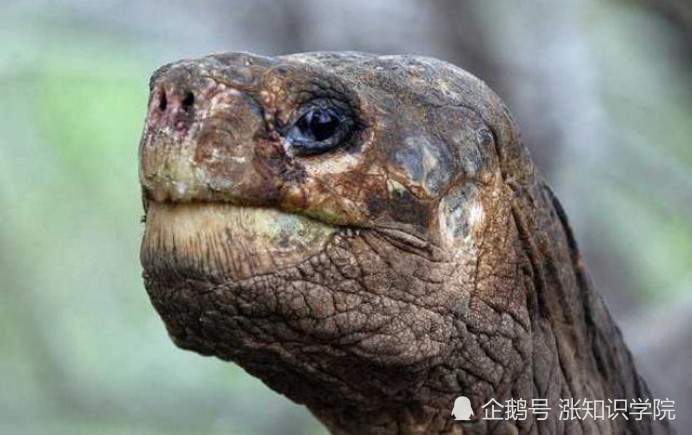 巨无霸象龟即将灭绝,体长1.8米,重达408公斤!
