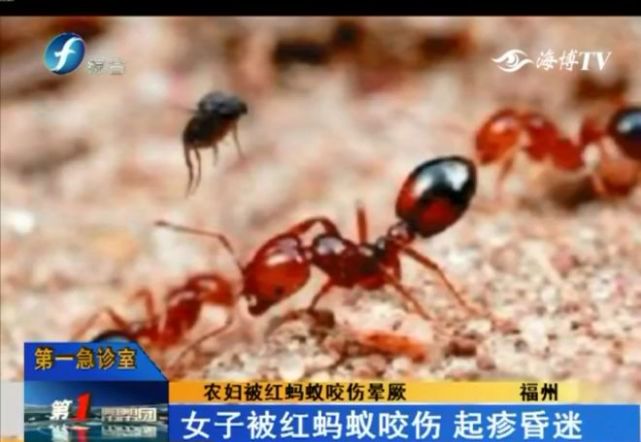 近日,46岁的罗大姐到地里干活,经过草丛时被一种不知名的红色蚂蚁咬伤
